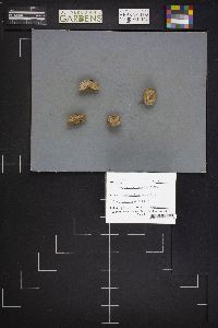 Vascellum lloydianum image