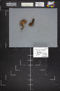 Boletus truncatus image