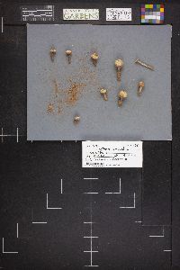 Tulostoma fimbriatum var. campestre image