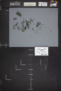 Chlorociboria aeruginosa image