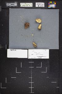 Rhizopogon pseudoroseolus image