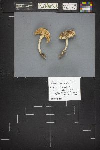 Amanita pantherina var. multisquamosa image