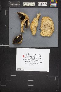 Agaricus silvicola image