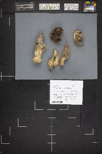 Morchella esculentoides image