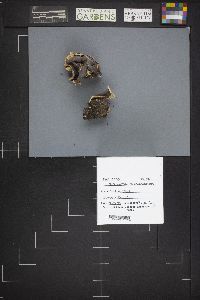 Gyromitra melaleucoides image