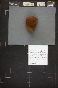 Mycenastrum corium subsp. ferrugineum image