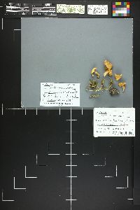 Cystoderma arcticum image