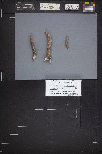 Lachnellula occidentalis image