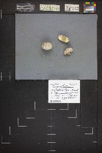 Lycoperdon subcretaceum image