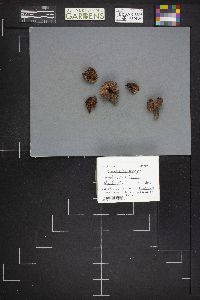 Brauniellula nancyae image
