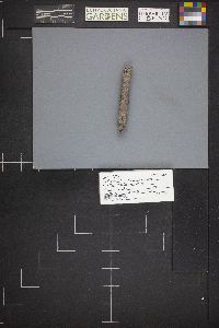 Diatrypella verrucaeformis image