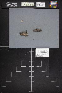 Typhula erythropus image