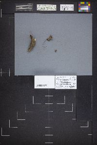 Trichophaeopsis bicuspis image