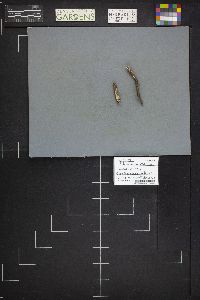 Sphaerobolus stellatus image