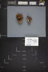 Pholiota ferrugineolutescens image