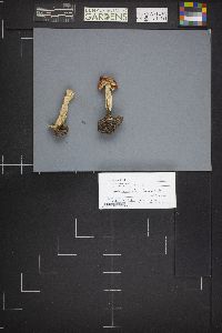Russula paludosa image