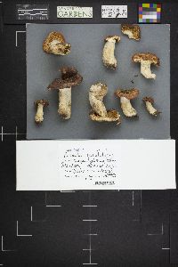 Russula subalutacea image