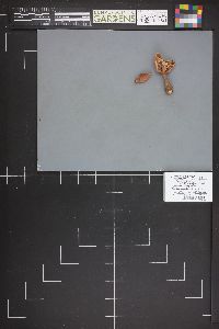 Armillaria solidipes image