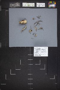 Thelebolus terrestris image
