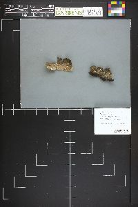 Dasyscyphus bicolor image
