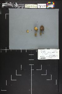 Image of Melanoleuca microcephala