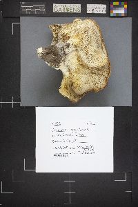 Pleurotus populinus image
