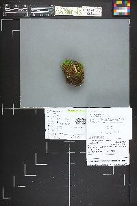 Russula favrei image