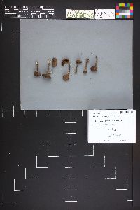 Cortinarius croceofulvus image