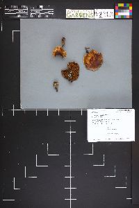 Cortinarius maculipes image