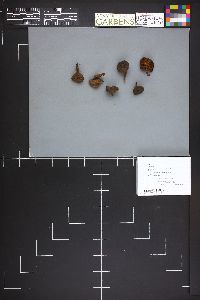Cortinarius huronensis image