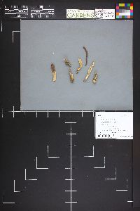 Clavaria amethystina image