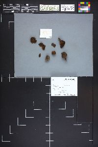 Cortinarius huronensis var. huronensis image