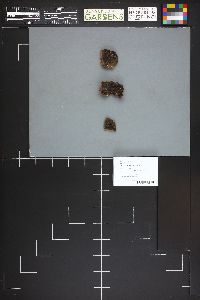 Seismosarca alba image