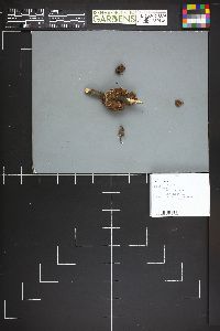 Thelephora intybacea image