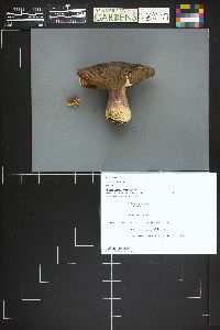 Russula olivacea image