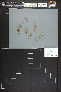 Camarophyllopsis schulzeri image