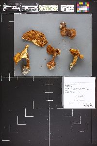 Cortinarius aleuriosmus image