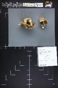 Cortinarius canescens image