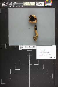 Agaricus amicosus image