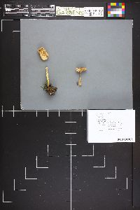 Lepiota magnispora image