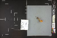 Hygrophoropsis aurantiaca image