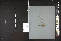 Cortinarius croceus image