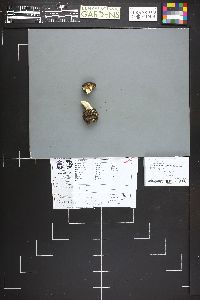 Russula cinereovinosa image