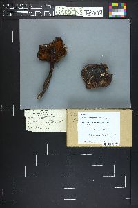 Phaeocollybia kauffmanii image