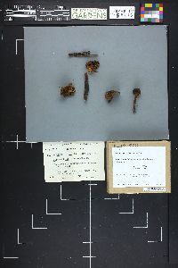 Phaeocollybia olivacea image