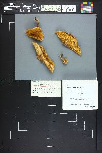 Leccinum subglabripes image
