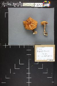 Cortinarius largus image
