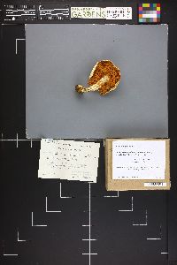 Cortinarius percomis image