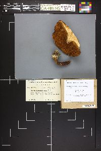 Boletus olivaceobrunneus image