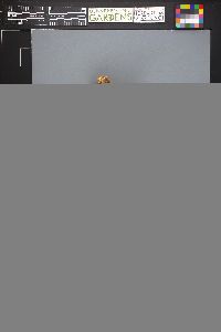 Russula chloroides image